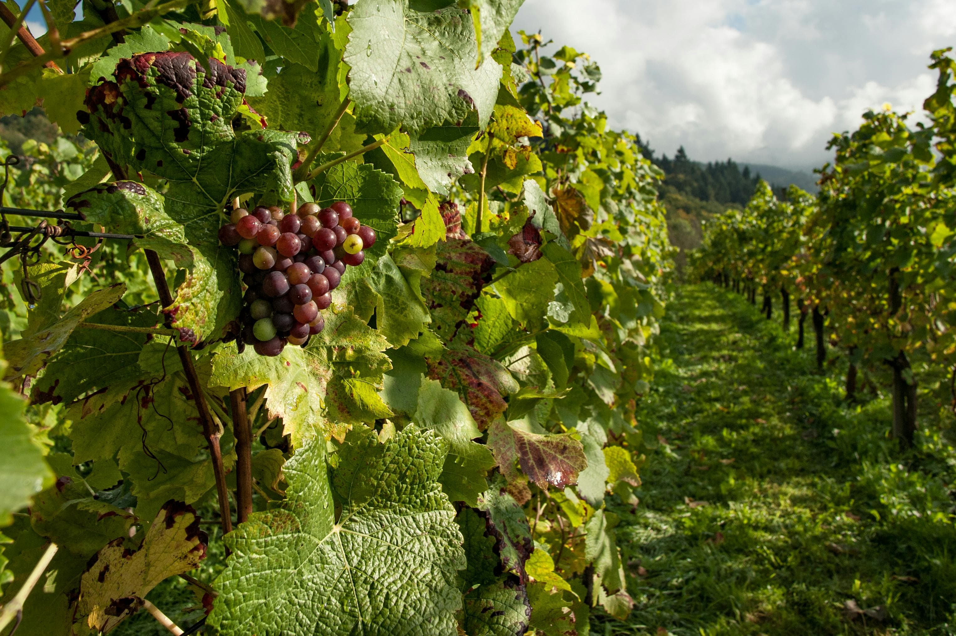 Viñedos